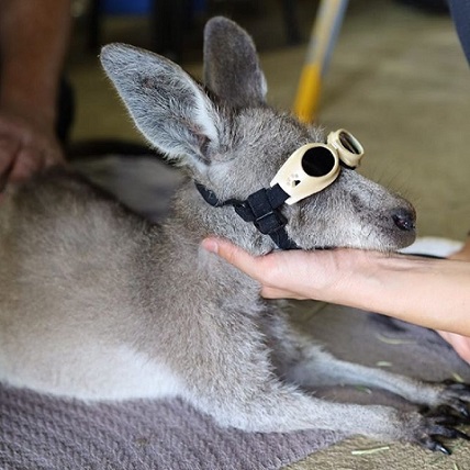 Spende-nach-Australien Spende-nach-Australien