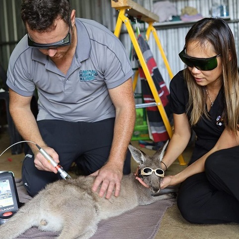 protecting-people-and-pets-in-Australia protecting-people-and-pets-in-Australia